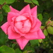 PINK Roses by homeschoolmom
