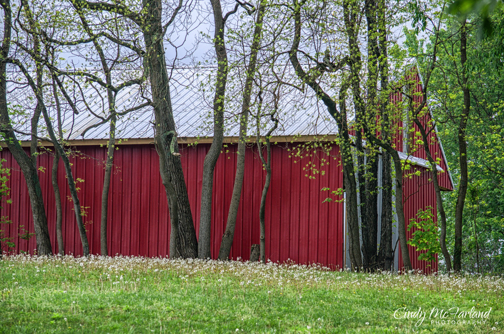 Red Barn and Dandelions by cindymc