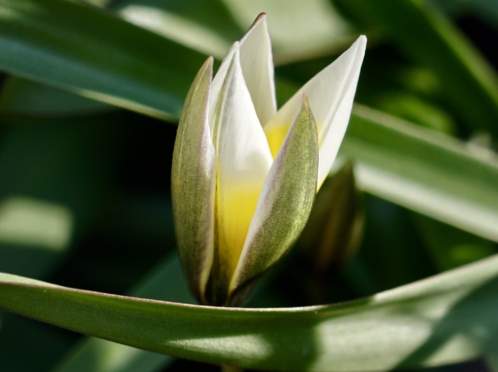 mini-tulip by amyk
