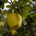 Maggie Beer's Quince Orchard_DSC9071  by merrelyn