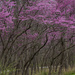 redbud delight by jackies365