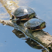 23rd Apr 2017 - Two Painted Turtles