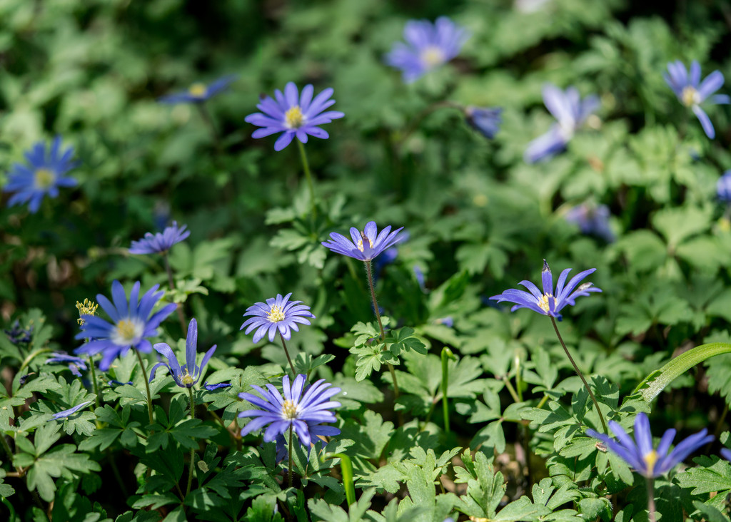 Blue Anemone Field by rminer