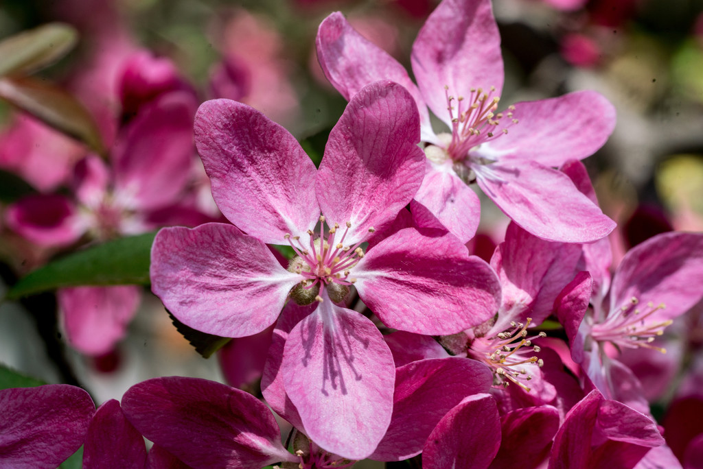 Red Tree Blossoms by rminer