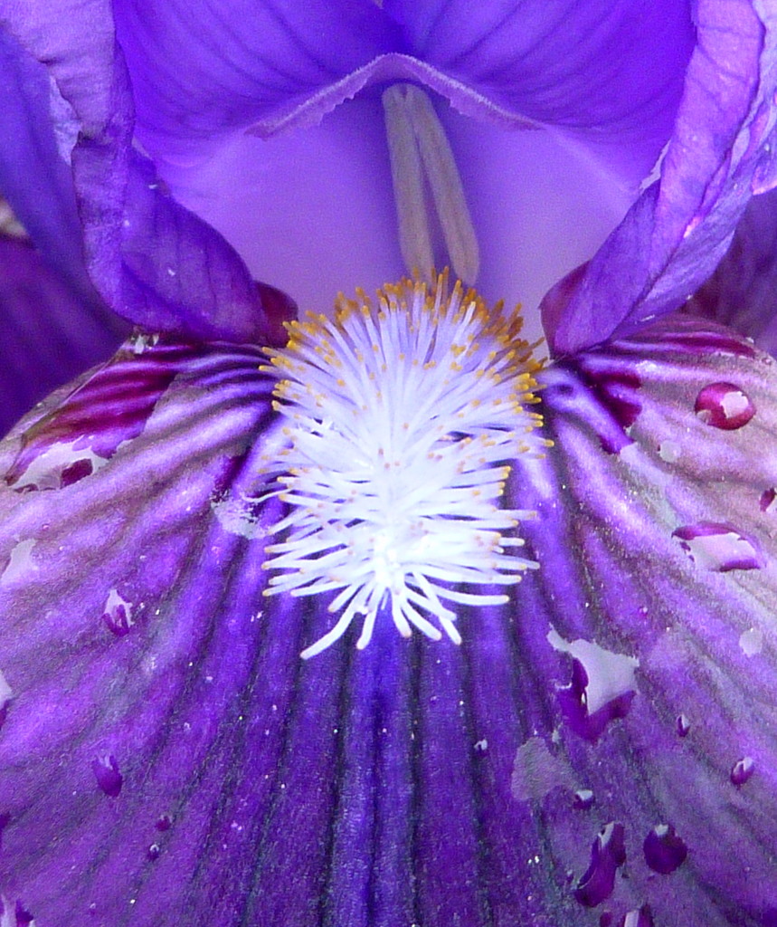 Purple Iris by calm