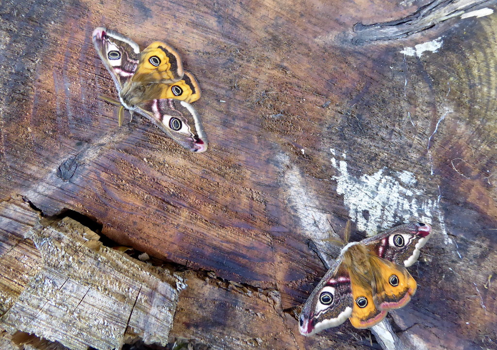 Two emperor moths by steveandkerry