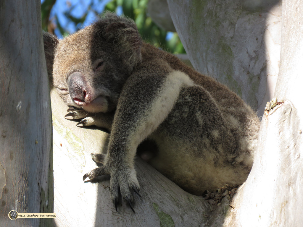 plumb worn out by koalagardens