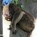 plumb worn out by koalagardens
