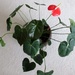 House plant - anthurium by g3xbm