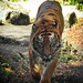 Tiger by yorkshirekiwi