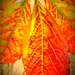 Autumn texture by marguerita
