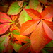 Autumn colours by marguerita