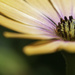 Blushing Daisy by evalieutionspics