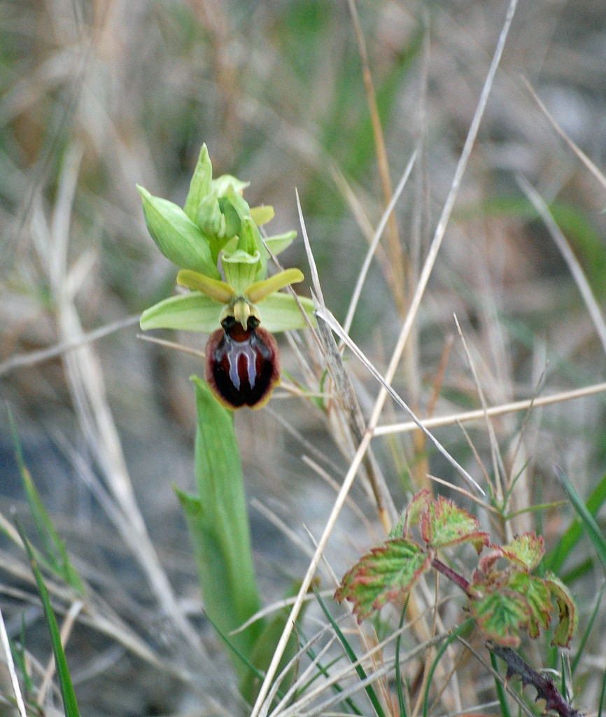 Early Spider Orchid by fbailey