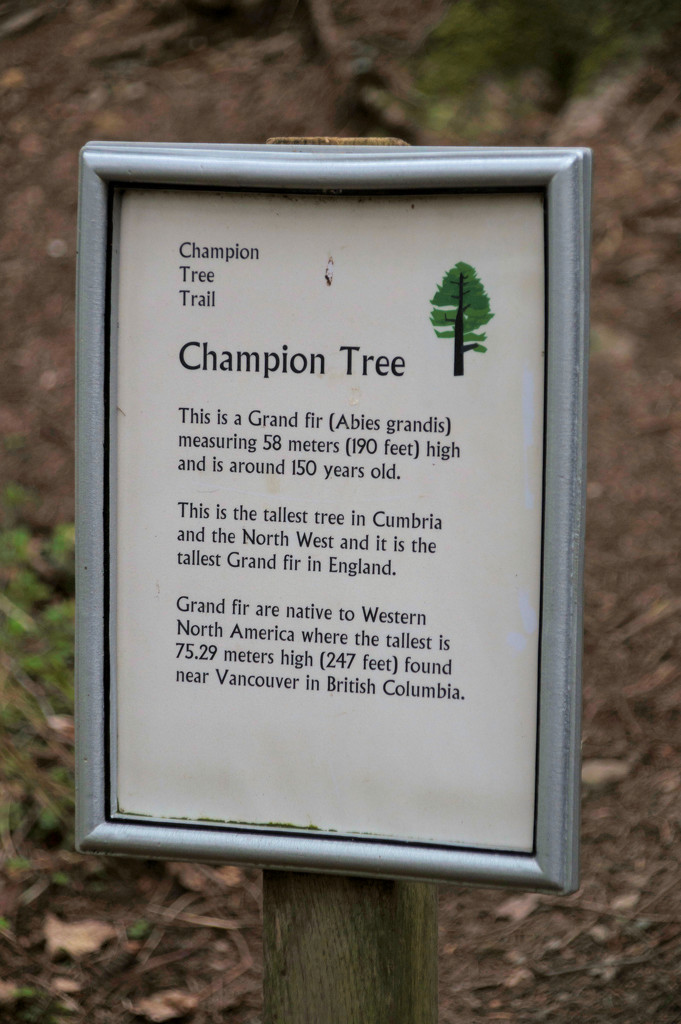 Champion Tree above Stagshaw Gardens by jon_lip