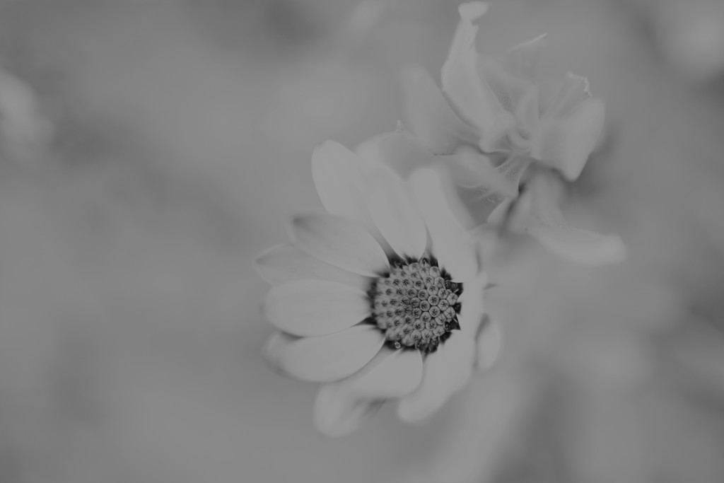 African daisy... by ziggy77