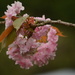 Blossom.... by ziggy77