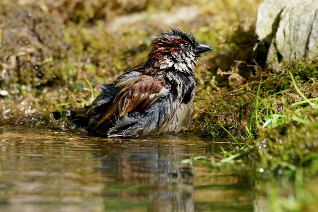 ANOTHER SOGGY SPARROW by markp