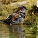 ANOTHER SOGGY SPARROW by markp