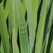 Irises by philhendry