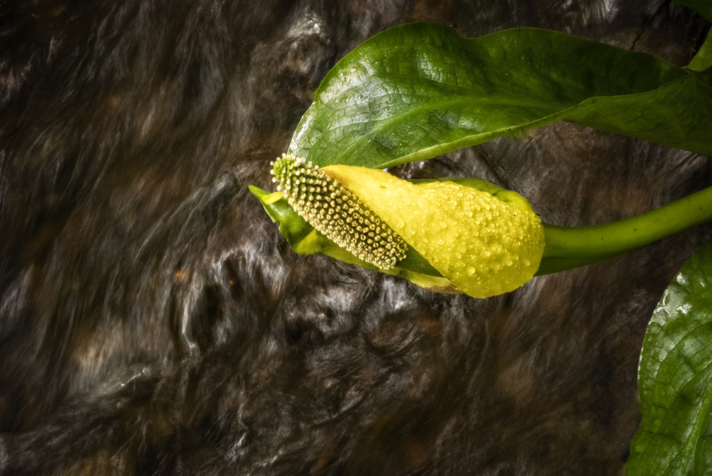 Skunk Cabbage Hanging Over Berry Creek by jgpittenger