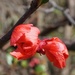 Quince Buds by meotzi