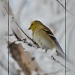 Winter Goldlfinch by bluemoon