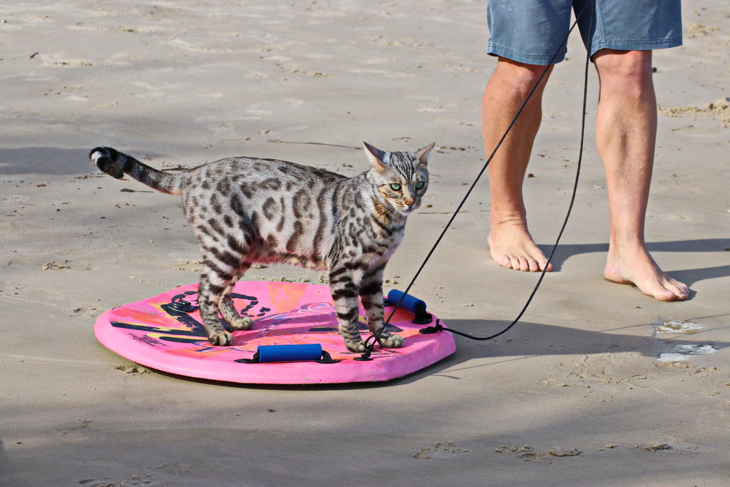 A Cat, on a Lead, at the Beach, on a Skim Board . . . .  by terryliv