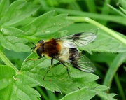 24th Apr 2017 - Leucozona lucorum hoverfly