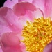 Peony by daisymiller