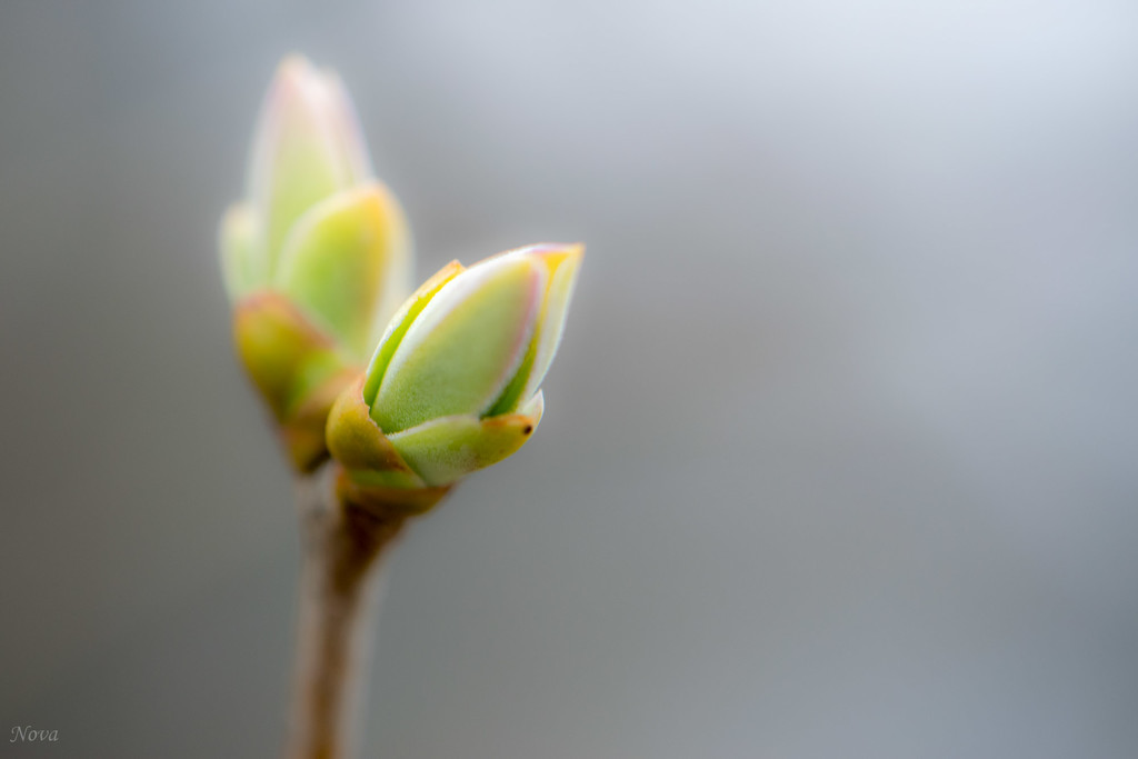 Lilac bud  by novab