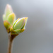 Lilac bud  by novab