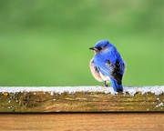 23rd Apr 2017 - Backyard blue bird