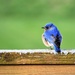 Backyard blue bird by caitnessa