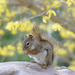 The squirrel and the yellow tree! by fayefaye