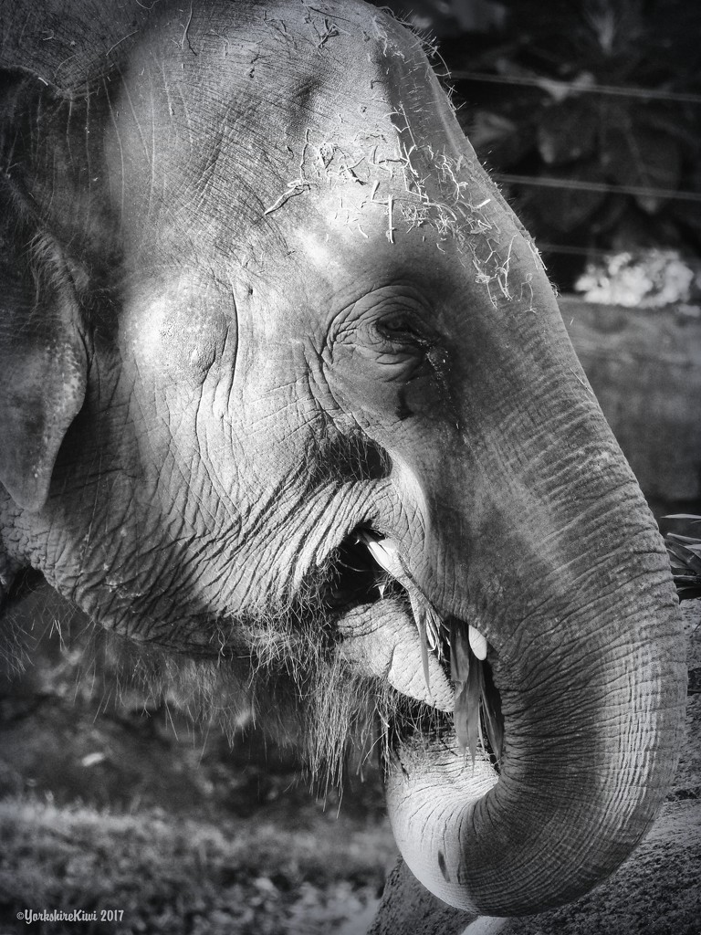 Elephant by yorkshirekiwi