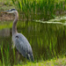 Late Afternoon Blue Heron, at the Entrance Pond! by rickster549