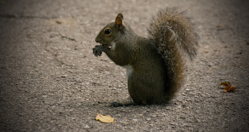 Another Squirrel Snack! by rickster549