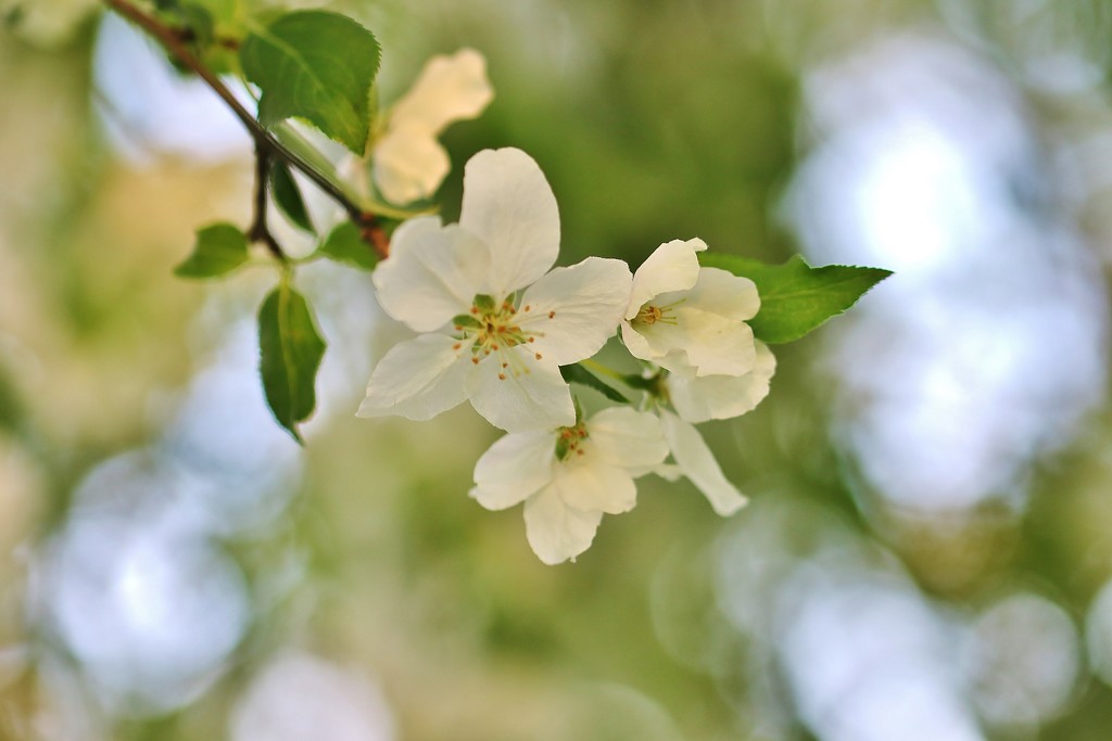 flowering by lynnz