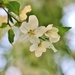 flowering by lynnz