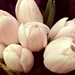 PINK Tulips  by homeschoolmom