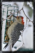 23rd Dec 2010 - Red Bellied Woodpecker