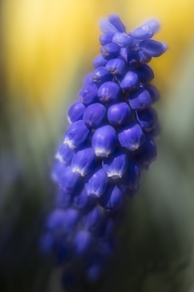 Grape Hyacinth by pdulis