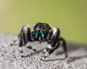24th Apr 2017 - jumping spider