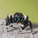 jumping spider by aecasey