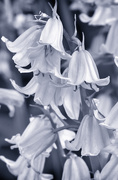25th Apr 2017 - Black and White Bluebells