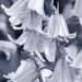 Black and White Bluebells by davidrobinson