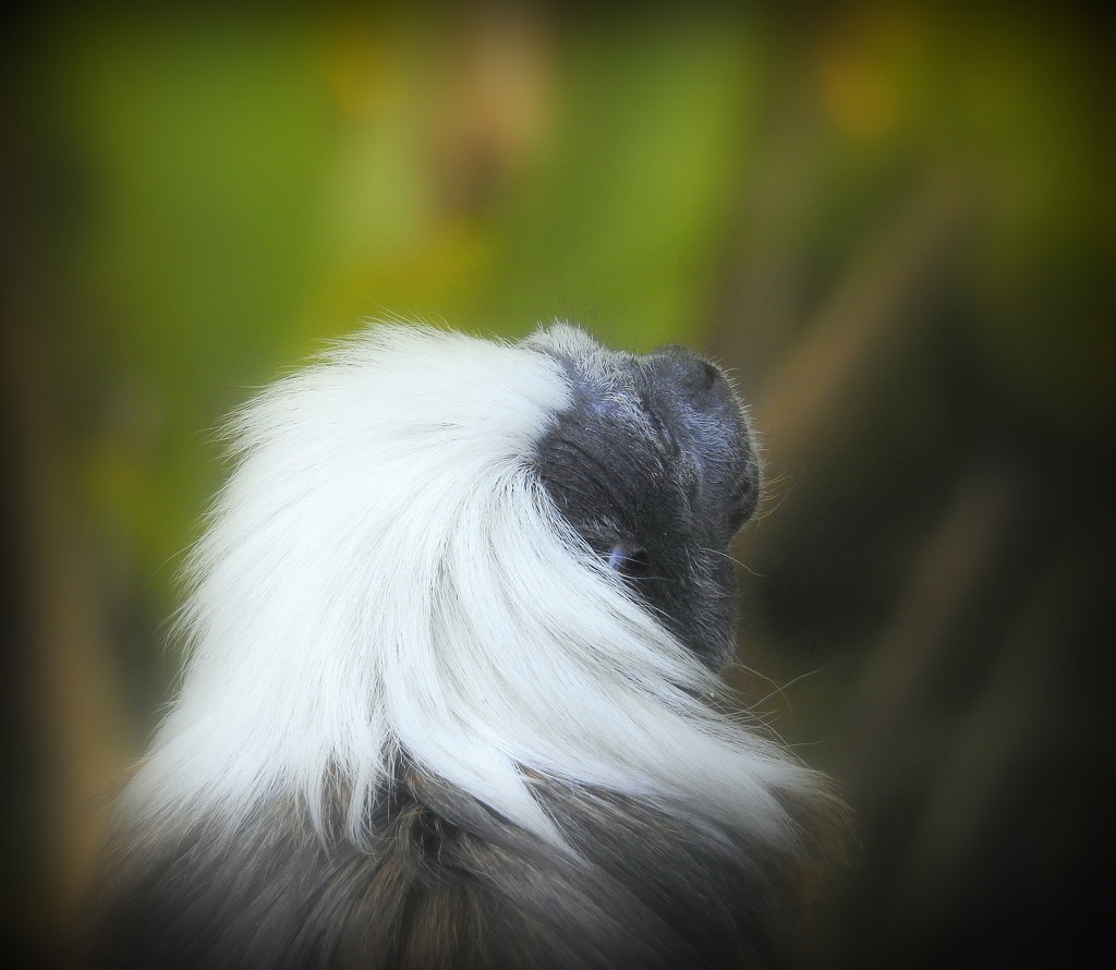 Cotton-Top Tamarin by nickspicsnz