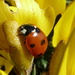 Ladybird by amfrumbiddivurd