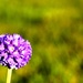 morning primula by christophercox
